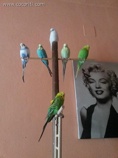 cocco pippo peo luna birby e mony