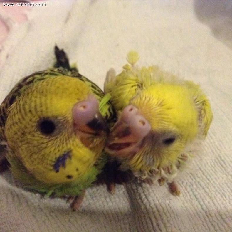 piccoli amori!!!