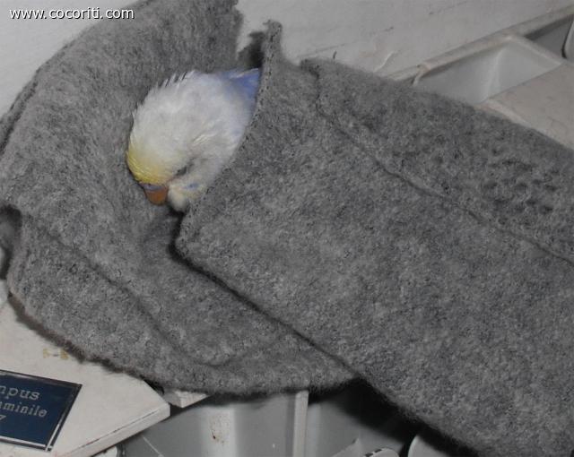 Pullo di Cocorita allevato a mano