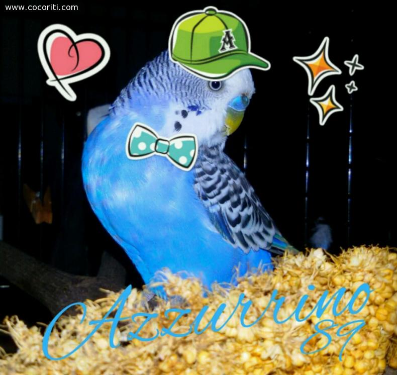 Coco Rap