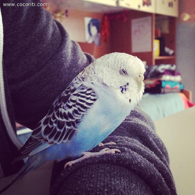 Rosita