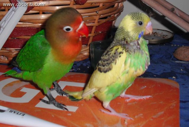 fratellini