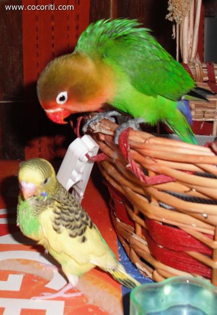 fratelli?