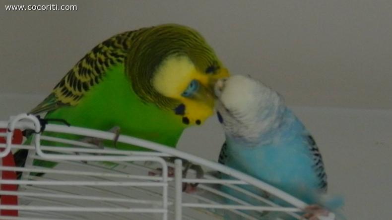 amore puro