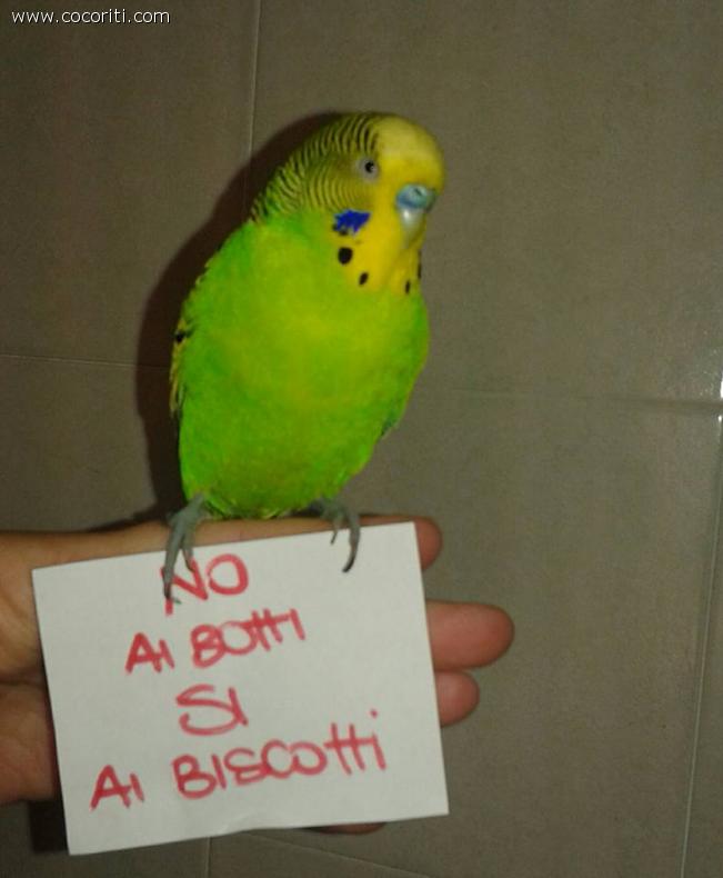 auguri