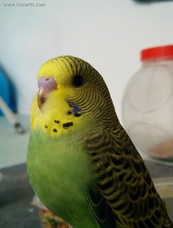 prisco