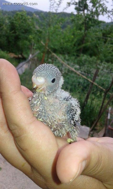 Pullo grigia