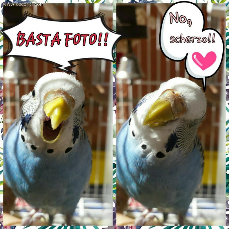 CocoVip à°Å¸¦ à¢¤