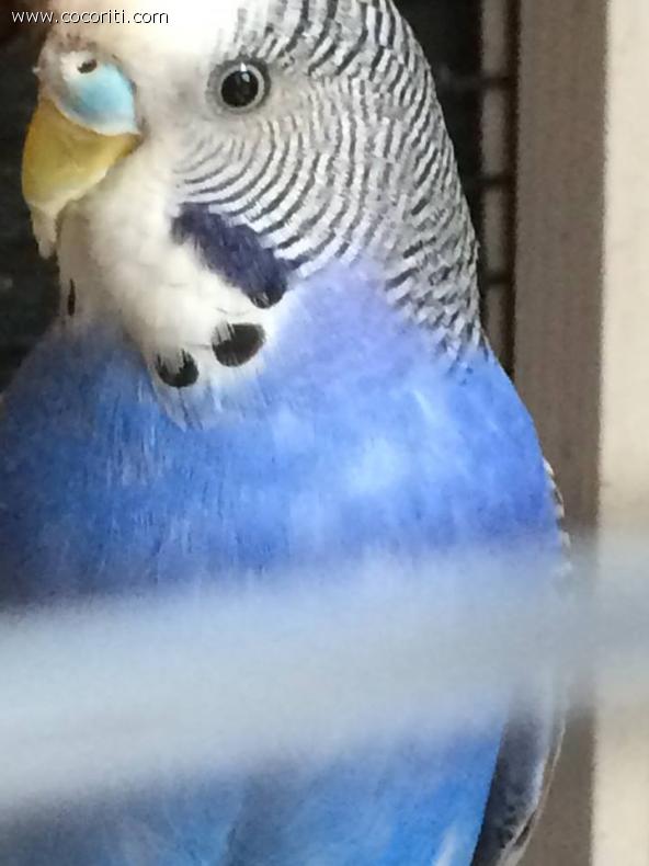 celestino