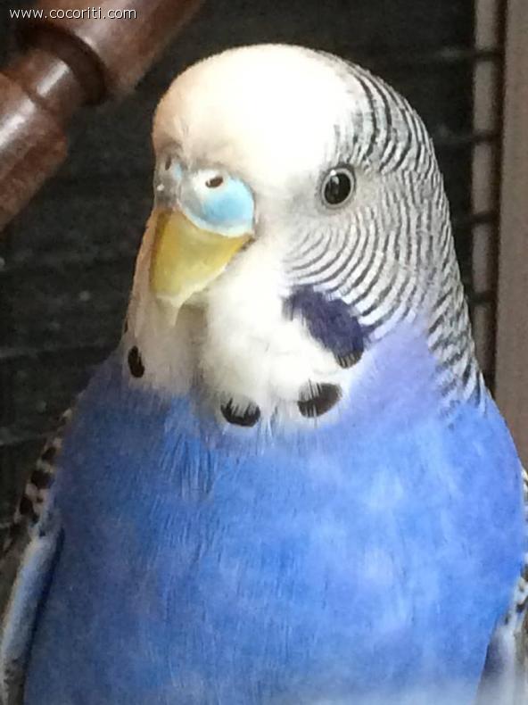 celestino