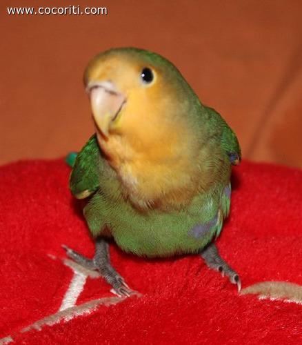 Pepito