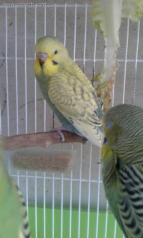 Pullo