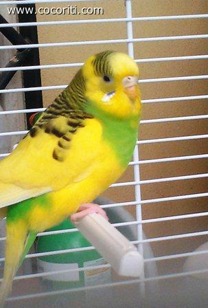 Cippy