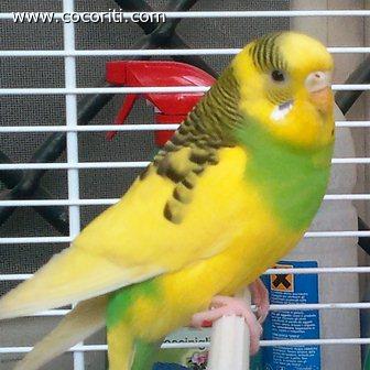 Cippy