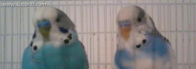 cocco e lolo