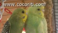aa