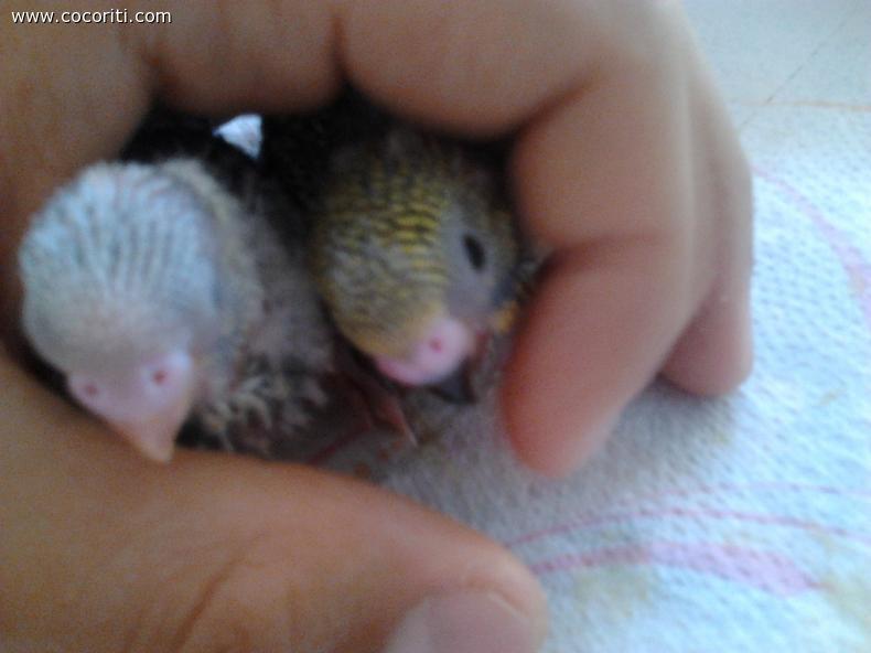ecco a voi scescè e pepè
