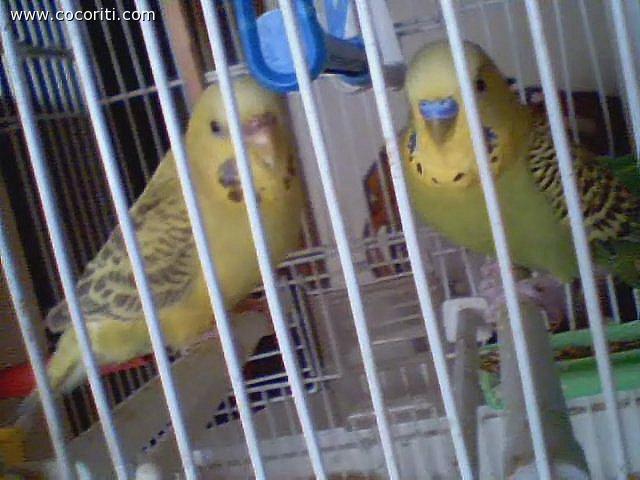 Stellina e Bigiù
