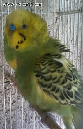 carlo