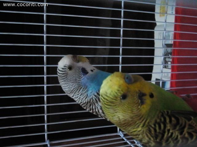 Pino e Celeste