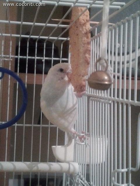 ingorda :)