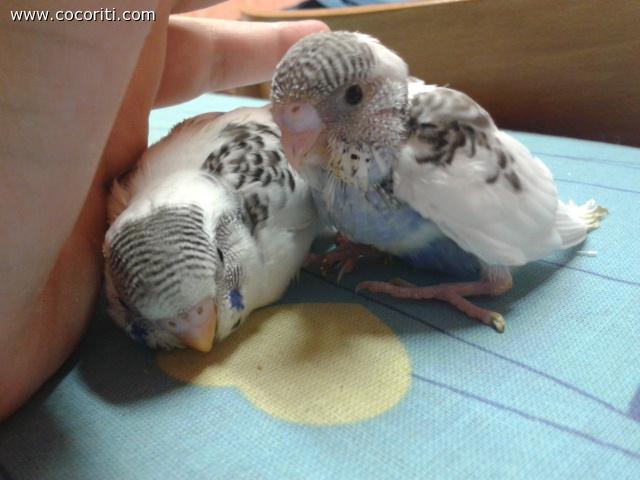 ed ecco i due fratelli