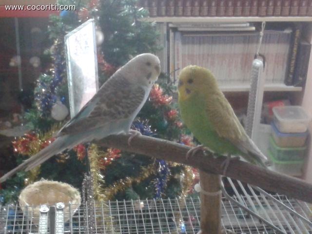 Tantissimi auguri di Buon Natale a tutti