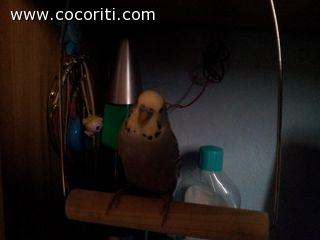 Chicco