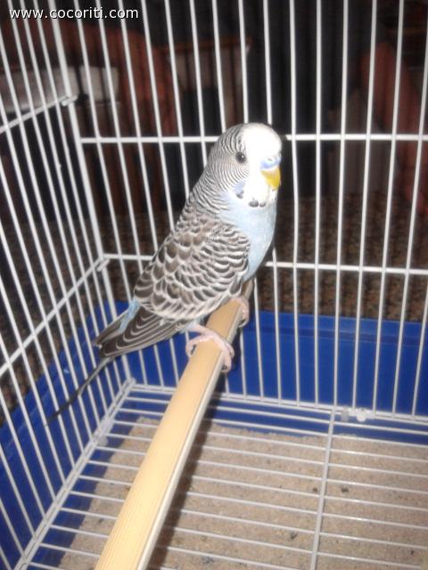 Pallino