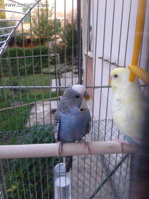 Pallino e Rosita