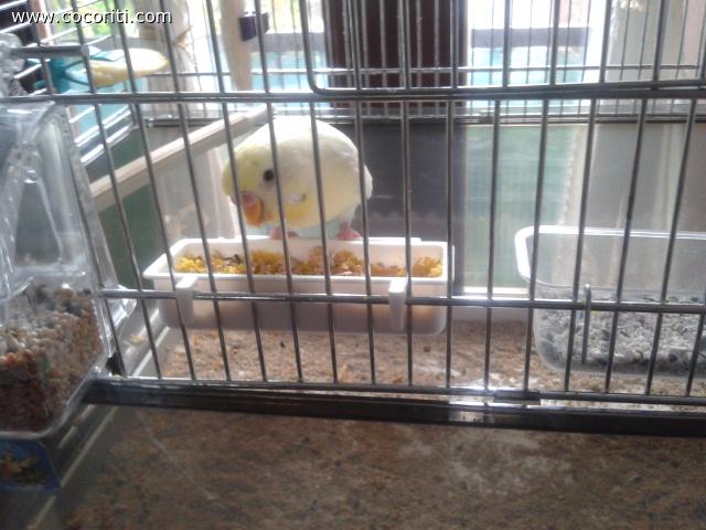 pappaaaa