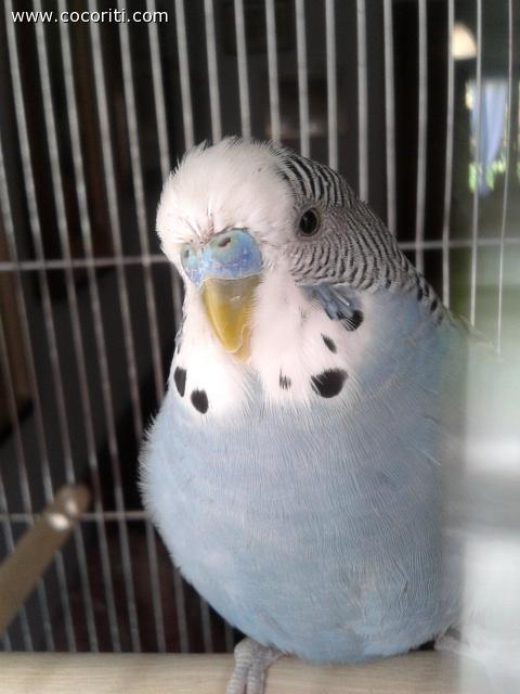Pallino