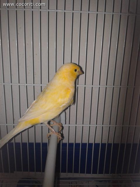 piiioo