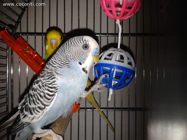 Pallino e le palline !!!!