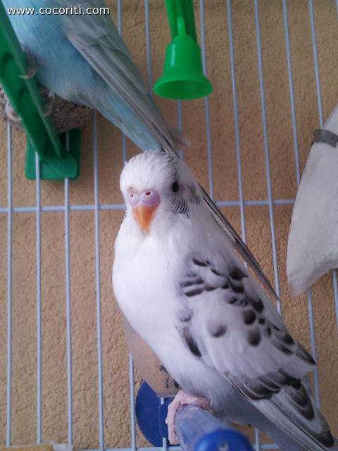 coco