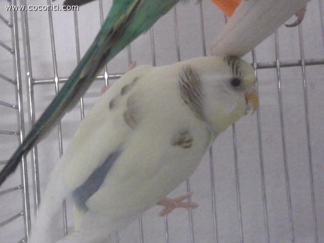 so acrobbbata