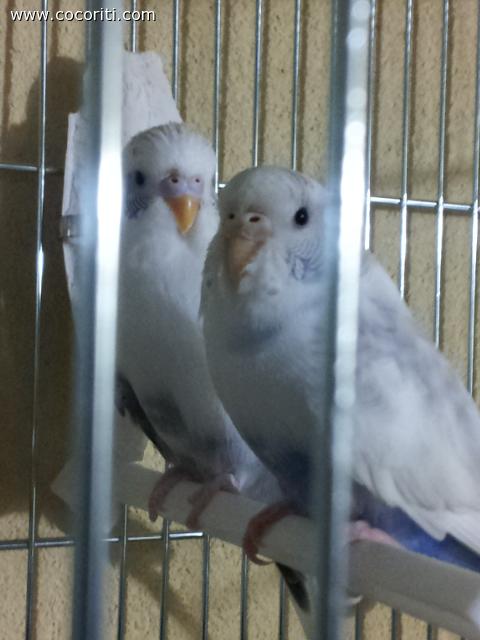 romeo e giulietta
