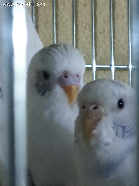 romeo e giulietta