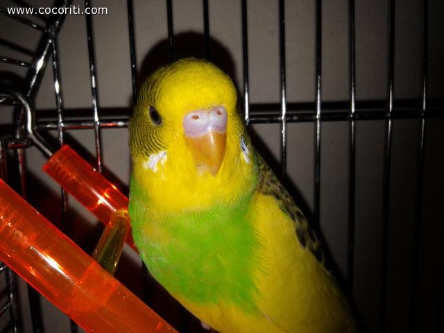 banana ?