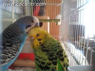 Penny e lello