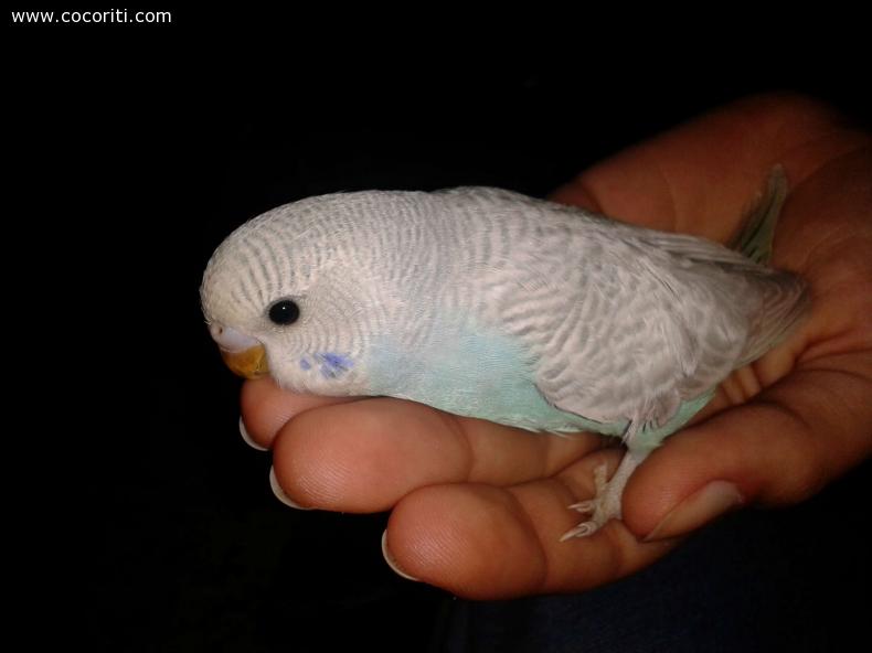 Il mio piccolo Tweede