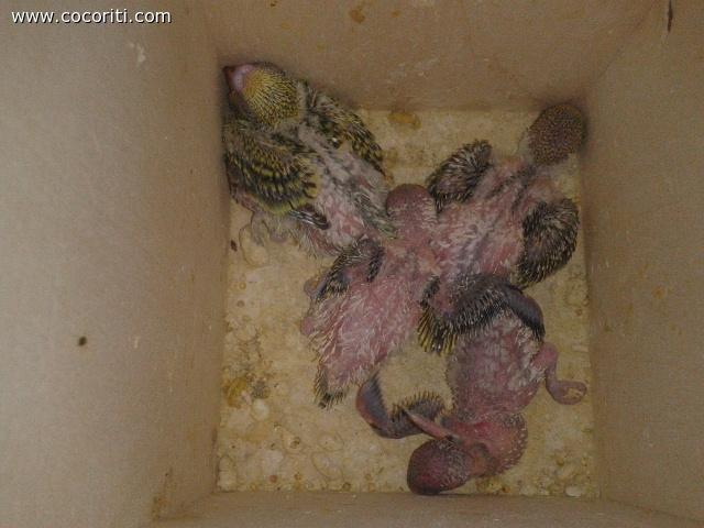 i piccoli di Kiky