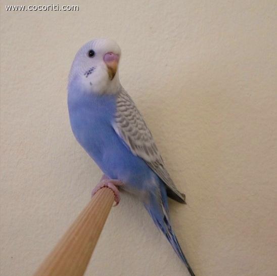 il mio piccolo