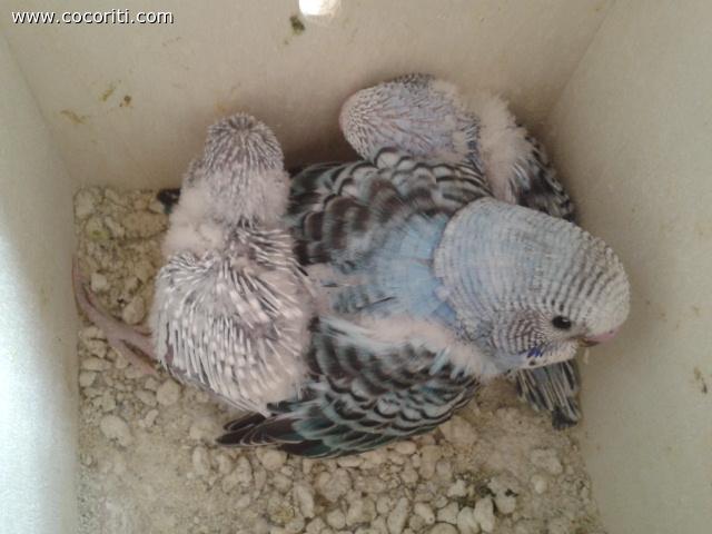 ecco i piccoli di Joey e Rico