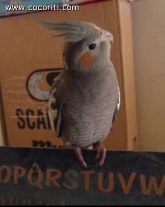 Ciccia :)