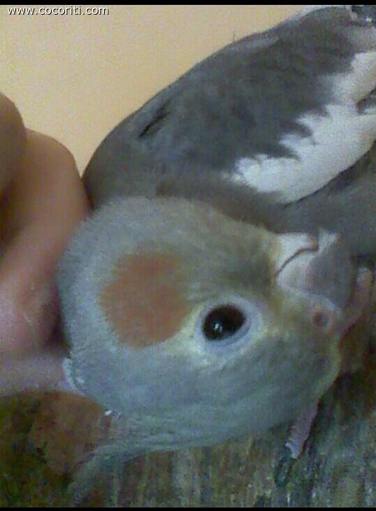 Ciccia :)