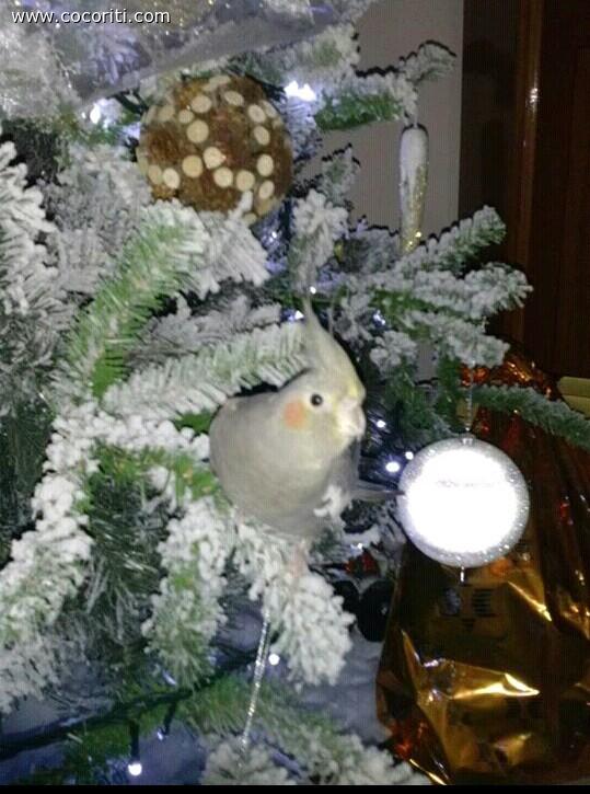 Il primo Natale di Ciccia :)