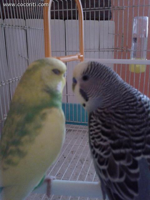 in attesa del primo bacio ...