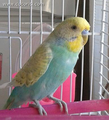 carletto il coco colorato :)