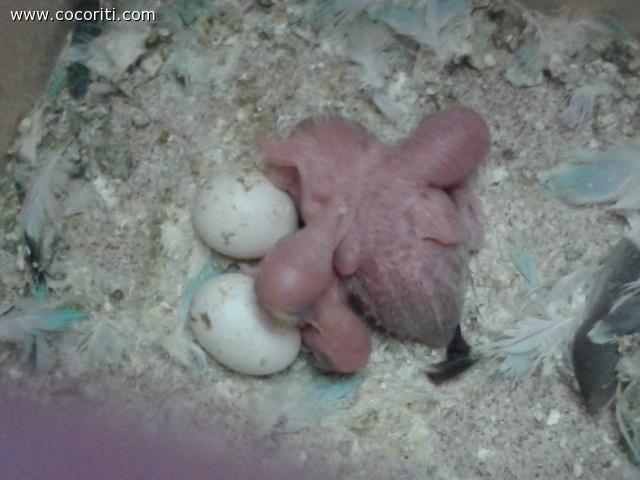i miei piccoli